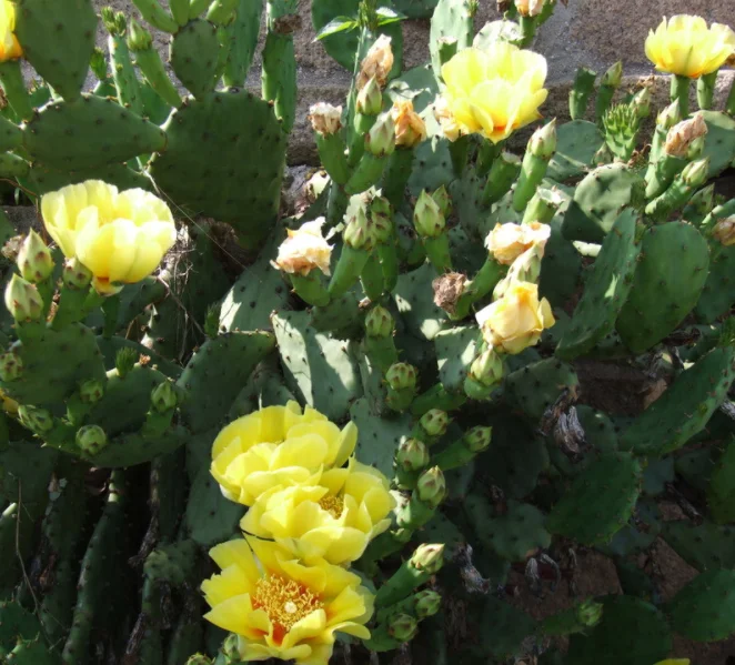 High Quality 100 Seeds Per Bag Prickly Pear Cactus Seeds For Desert Garden Or Windowsill Buy Prickly Pear Cactus Seeds Opuntia Santa Rita Cactus Seeds Opuntia Prickly Pear Cactus Seeds Product On Alibaba Com