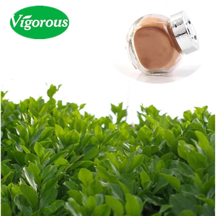 Yerba Mate Extract.jpg