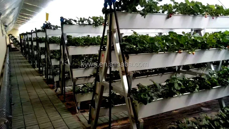 
Hydroponic substrate cultivation plastic gutter for lettuces 
