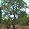 Farm direct supply subtropics arbor tree plant Tamarindus indica Tamarind