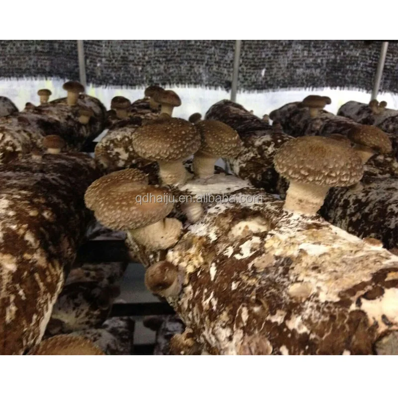 
Shiitake mushroom log for sale with good price 