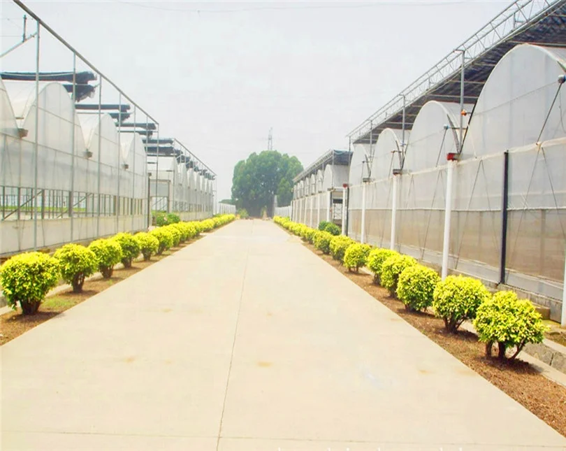
easy installed Agricultural Plastic film Greenhouse project from China 