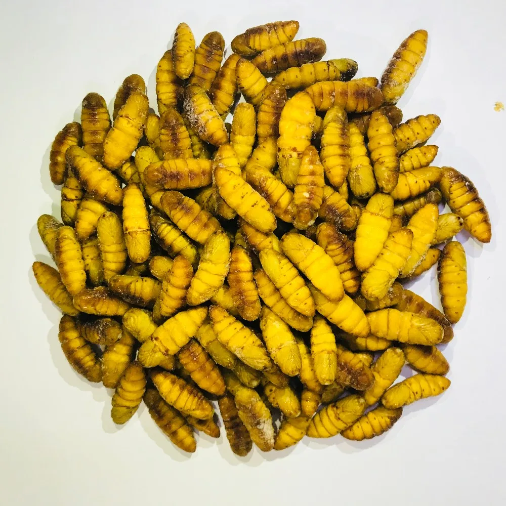 frozen gold silkworm