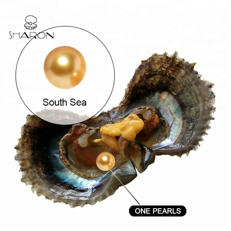

Wholesale 8-11mm AA+ High Luster South Sea Seawater Pearl in Oyster, Gold
