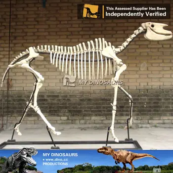 life size dinosaur skeleton for sale