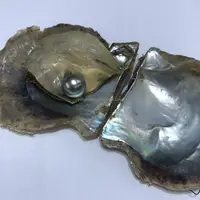 

10-12mm great gradeTahiti pearl in oyster wholesale amazing gift