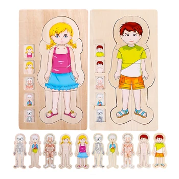 human body educational toys