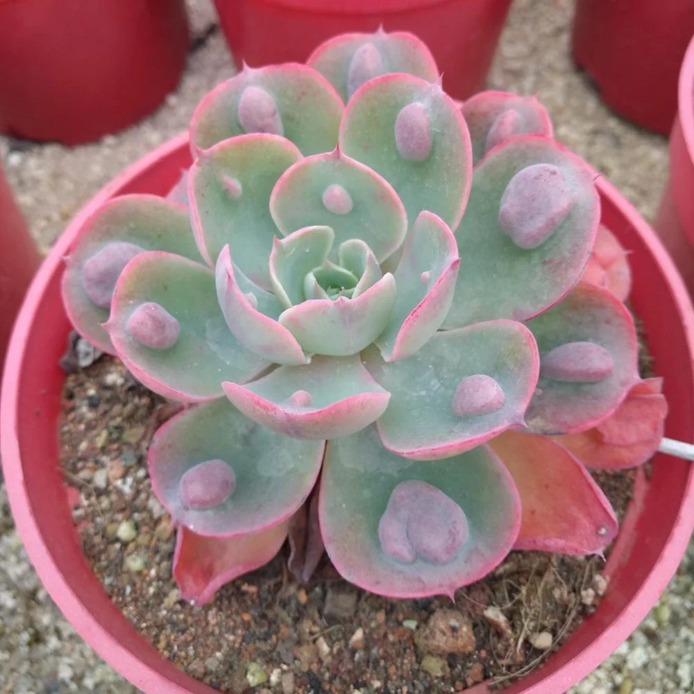 
mini succulent Echeveria Rain Drops indoor plant 