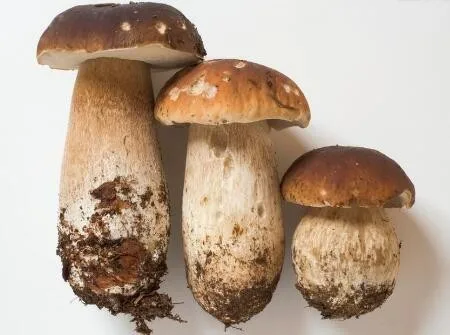 
Chinese manufacturer dried yellow and white boletus edulis price 