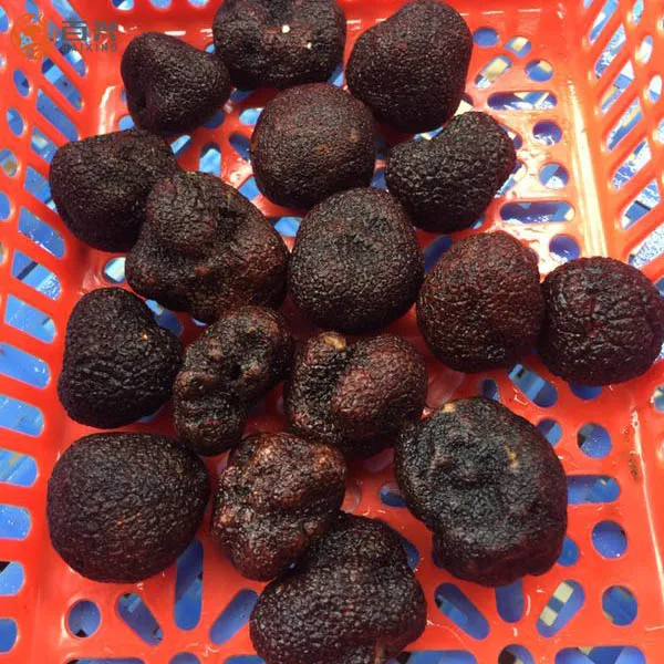 
Chinese best price frozen truffle (Tuber indicum) 