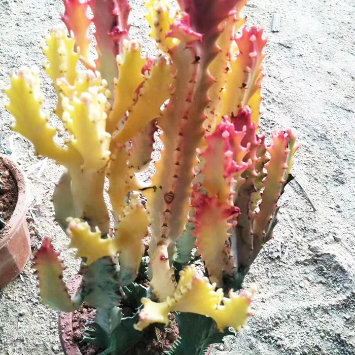 
Wholesale flower cactus nurseries succulent 