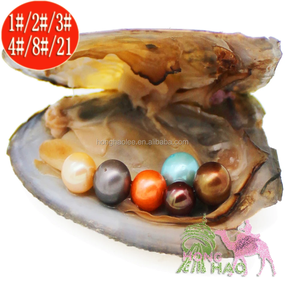 

30 free deliveries extend round pearl oyster 6-7mm in natural color, vacuum packed with multiple embryos of freshwater pearl oys