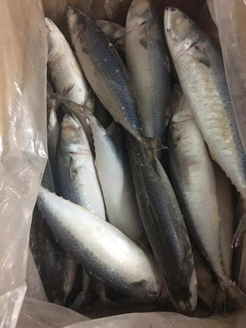
Good Sale Frozen Pacific Mackerel 