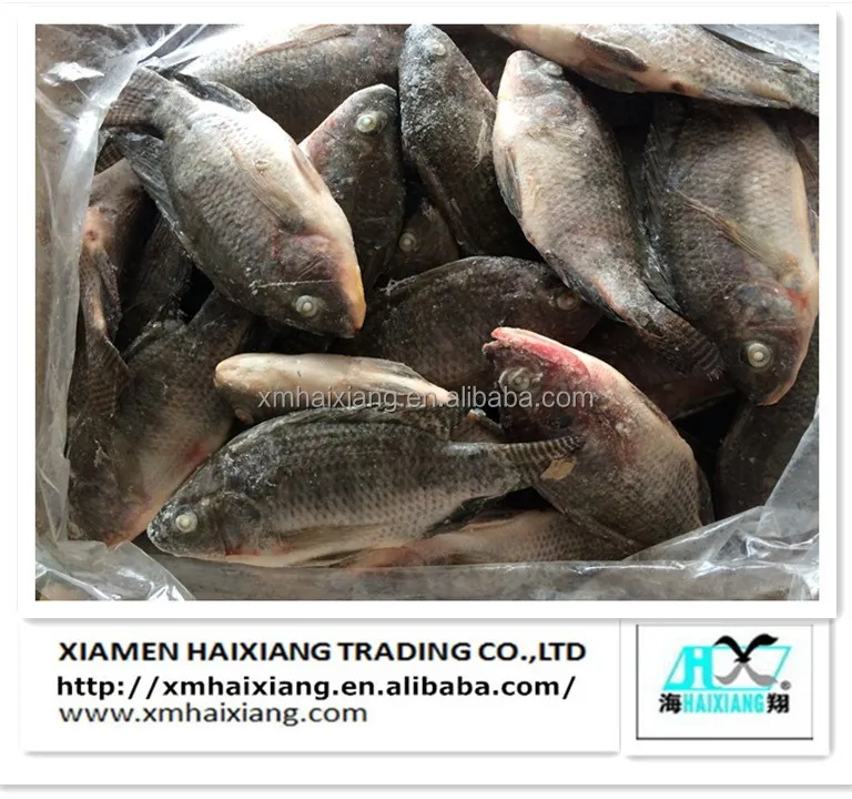 tilapia-5.jpg