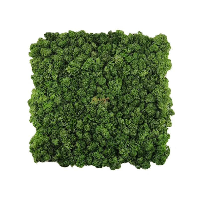 

Decoracion Pieces Green Preserved Moss Wall Art Home Modern Decor, More than 30 colors