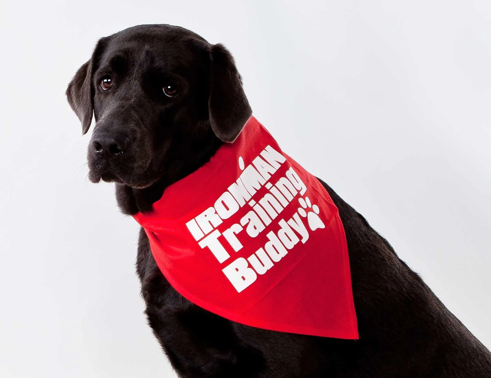 Cheap Polyester White Dog Bandana Sublimation Blank Buy Sublimation Dog Bandana,White Dog