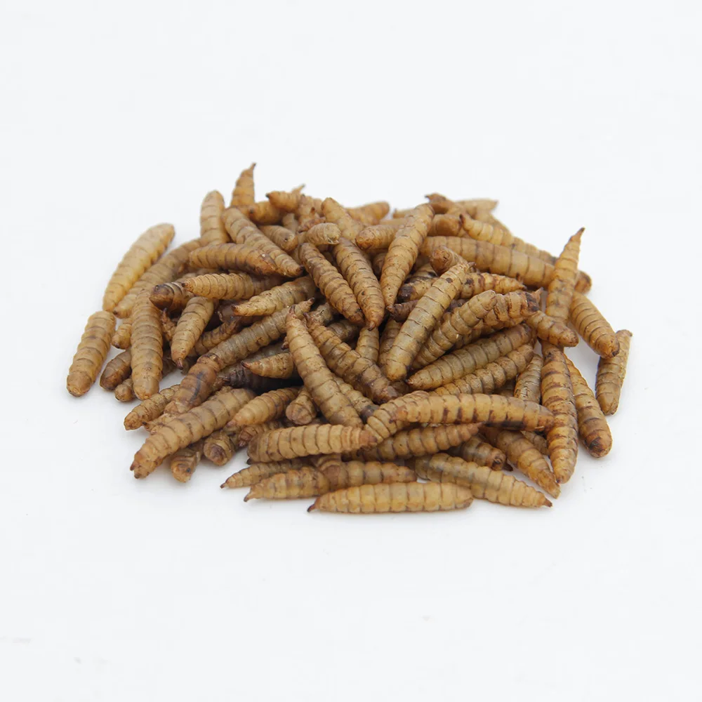 鸟类和家禽饲料应用程序干燥的 mealworms - buy mea