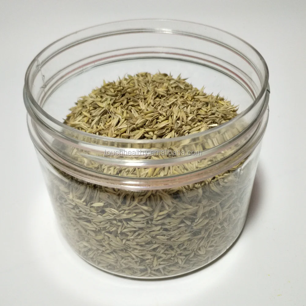 
Top quality Dactylis glomerata grass seeds forage seeds from supplier 