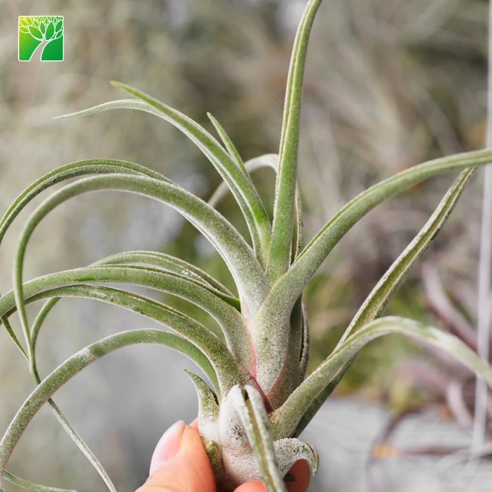 
Hot sale 4-6.5 inch growth height natural air plant octopus plant T.Caput-medusae 