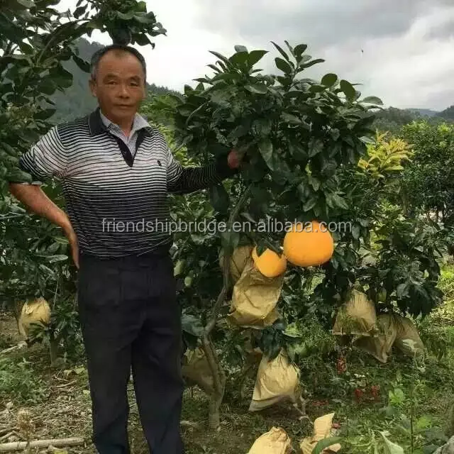 
Chinese nursery fruit seedlings Honey pomelo fruit seedling 