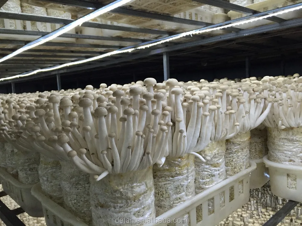 
Detan Haixian Spawn/Logs Mushroom Seeds 