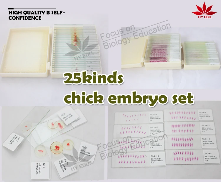 2 Fixed items 25kinds embryology slides for university lab chick embryo microscope slides