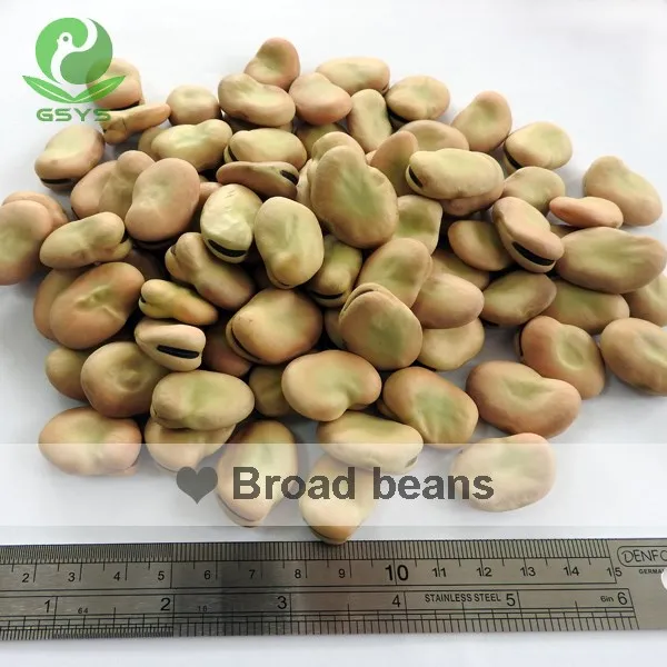 
Chinese broad beans fava beans 40-50 beans/100g Qinghai origin 