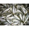 Small Yellow Croaker Dotted Gizzard Shad Fish 100g Up