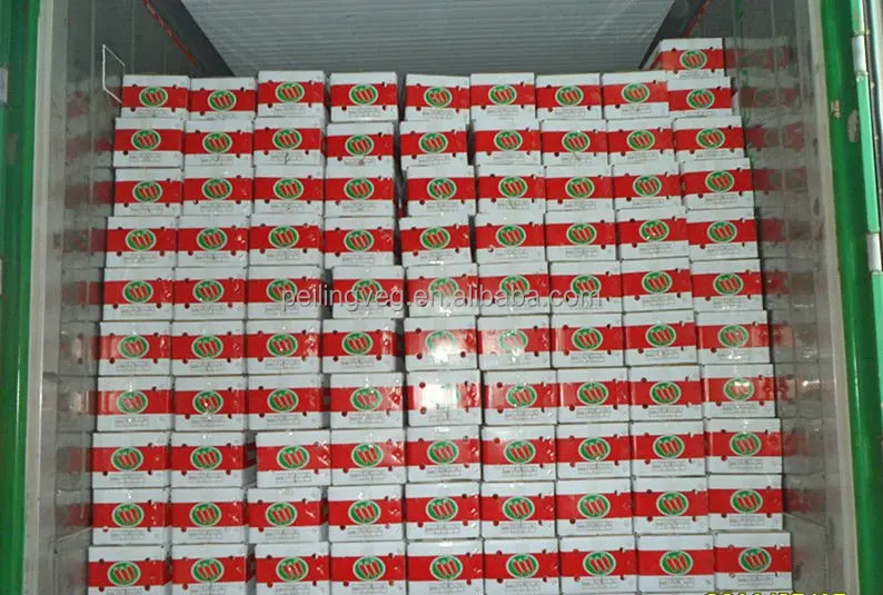 
Good china carrot for RUSSIAN Market 