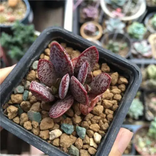 
Wholesale Adromischus Marianiae Succulent Bonsai 