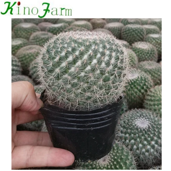 
Wholesale Cactus 