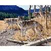 High quality 40*50 famous two wolf in winter impressionist diy oil painting by numbers for decoration wall art