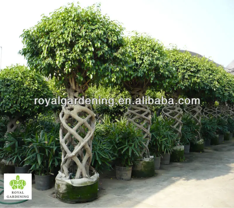 
Ficus benjamina cage shape topiary plant ( landscaping tree) 