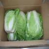 Fresh green cabbage