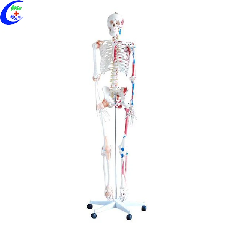 medical anatomical model.jpg