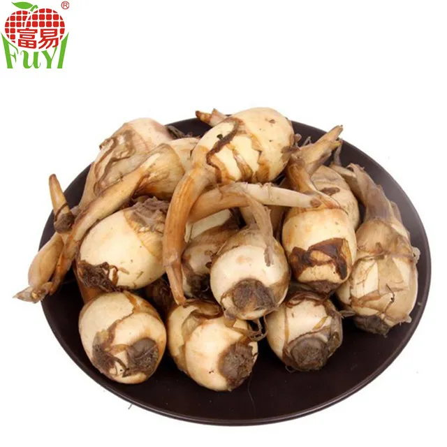 fresh arrowhead vegetable on sale for market buy arrowhead vegetable arrowhead arrowheads product on alibaba com fresh arrowhead vegetable on sale for