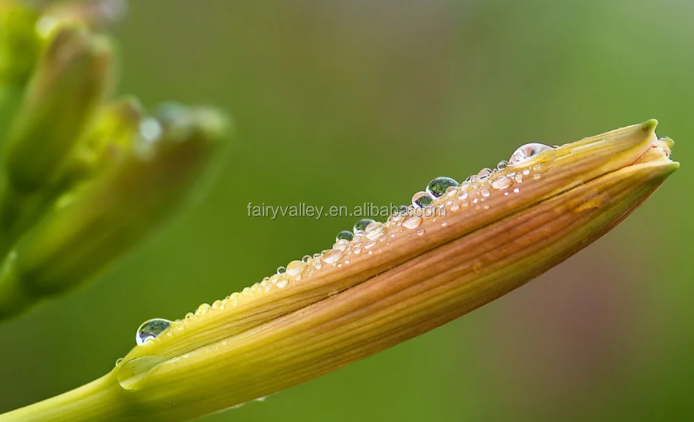 発芽率の高いhemerocallis Citrina Baroni種子 成長のためのユリ種子 Buy Hemerocallis Citrina Baroni種子 ニッコウキスゲの種子 Hemerocallis Citrina Product On Alibaba Com