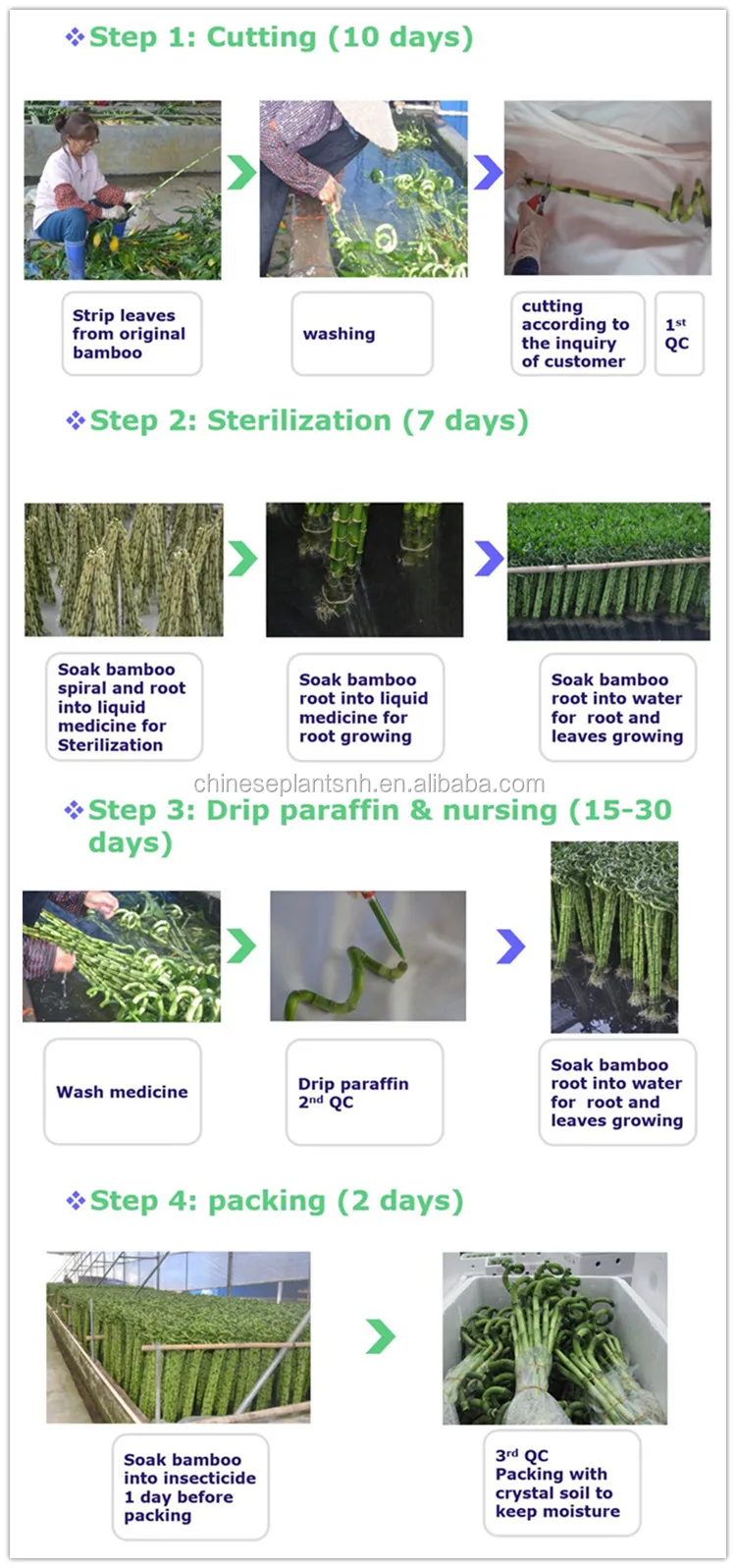 lucky bamboo