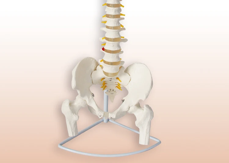 12 Anatomical model spine.jpg