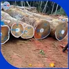 2018 NEW 70-80cm diameter 5 meter length Tali wood logs