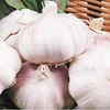 /product-detail/fresh-garlic-ajos-alho-importers-62122073473.html