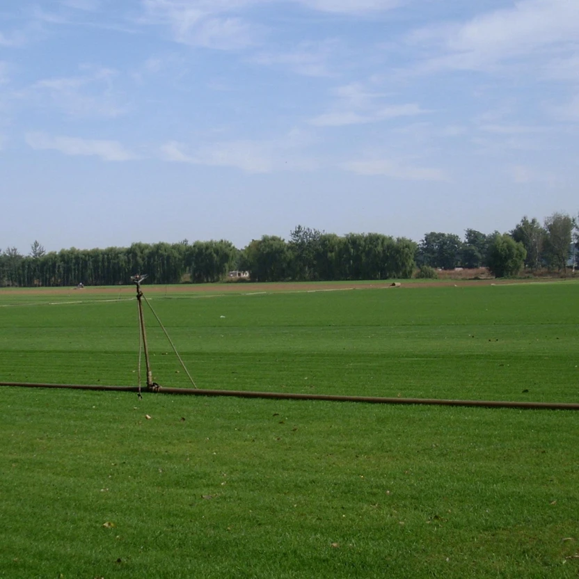 
Seed factory wholesale Agrostis matsumurae seeds Grass seed for Rugby lawn 