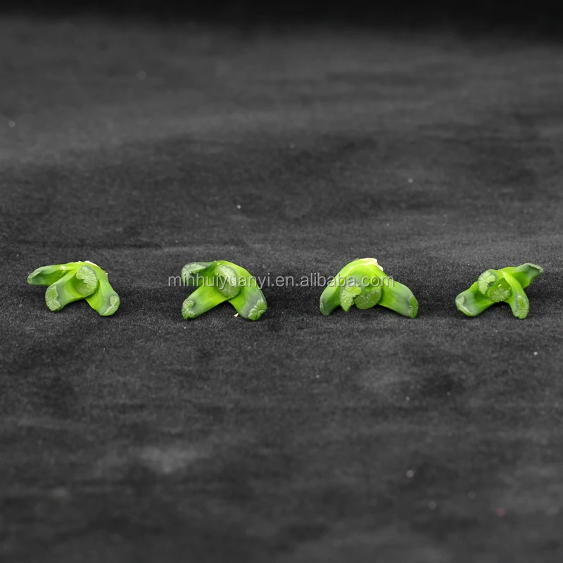 
Haworthia succulent plants tissue culture breed fresh indoor plant base nursery 