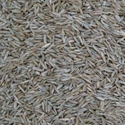 
Top quality Lawn seed wholesale Kentucky bluegrass seeds for Football field lawn 
