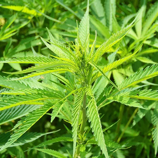 
Water soluble Natural hemp extract 10% Cannabidiol CBD isolate Powder 