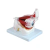 XC-316B plastic human eye model price