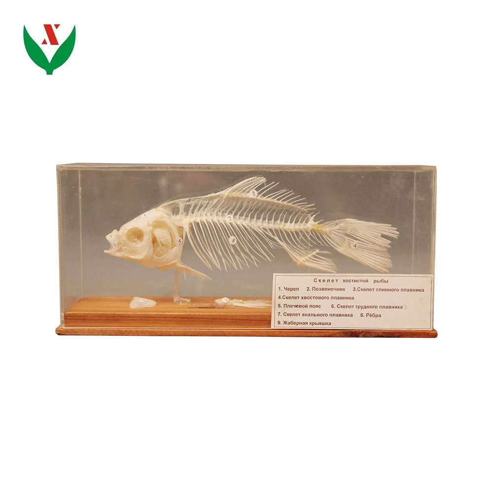 Spécimen de squelette de poisson dans un modèle d/'enseignement anatomique