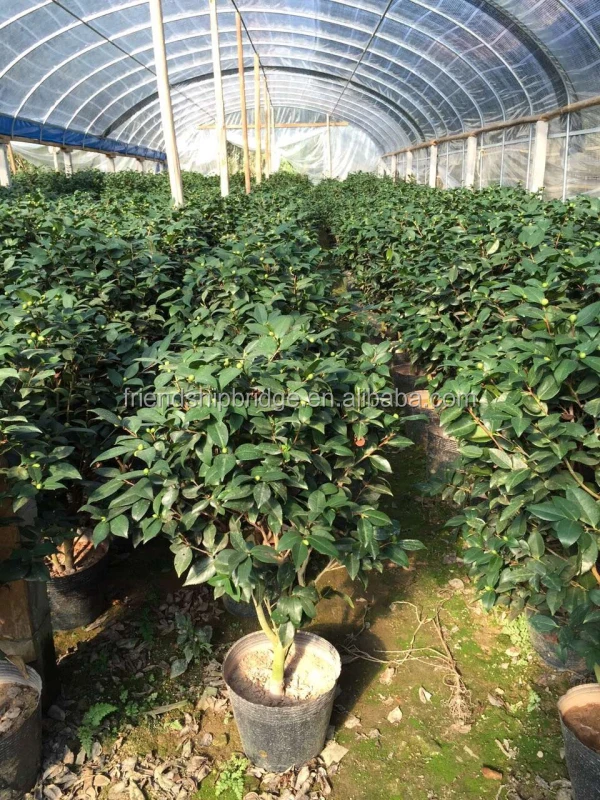 
Ornamental Plants Indoor and outdoor plant Camellia japonica 