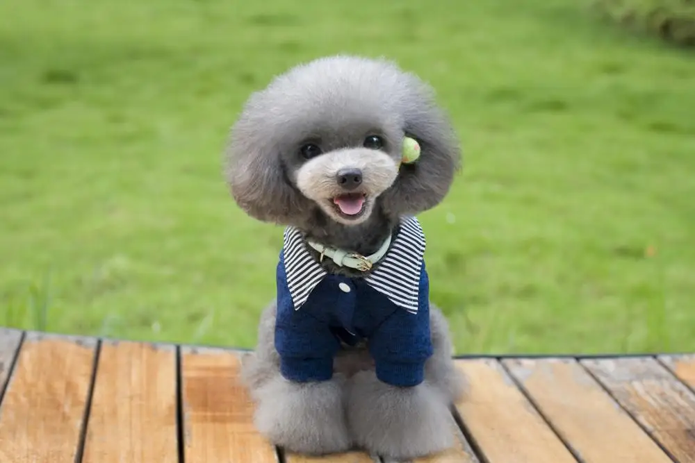 New Arrival Leisure Korean Style Pet Sweaters