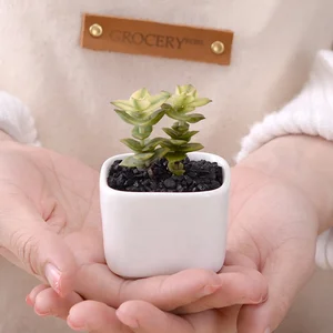 Simple rounded square mini fleshy plant ceramic flower pot